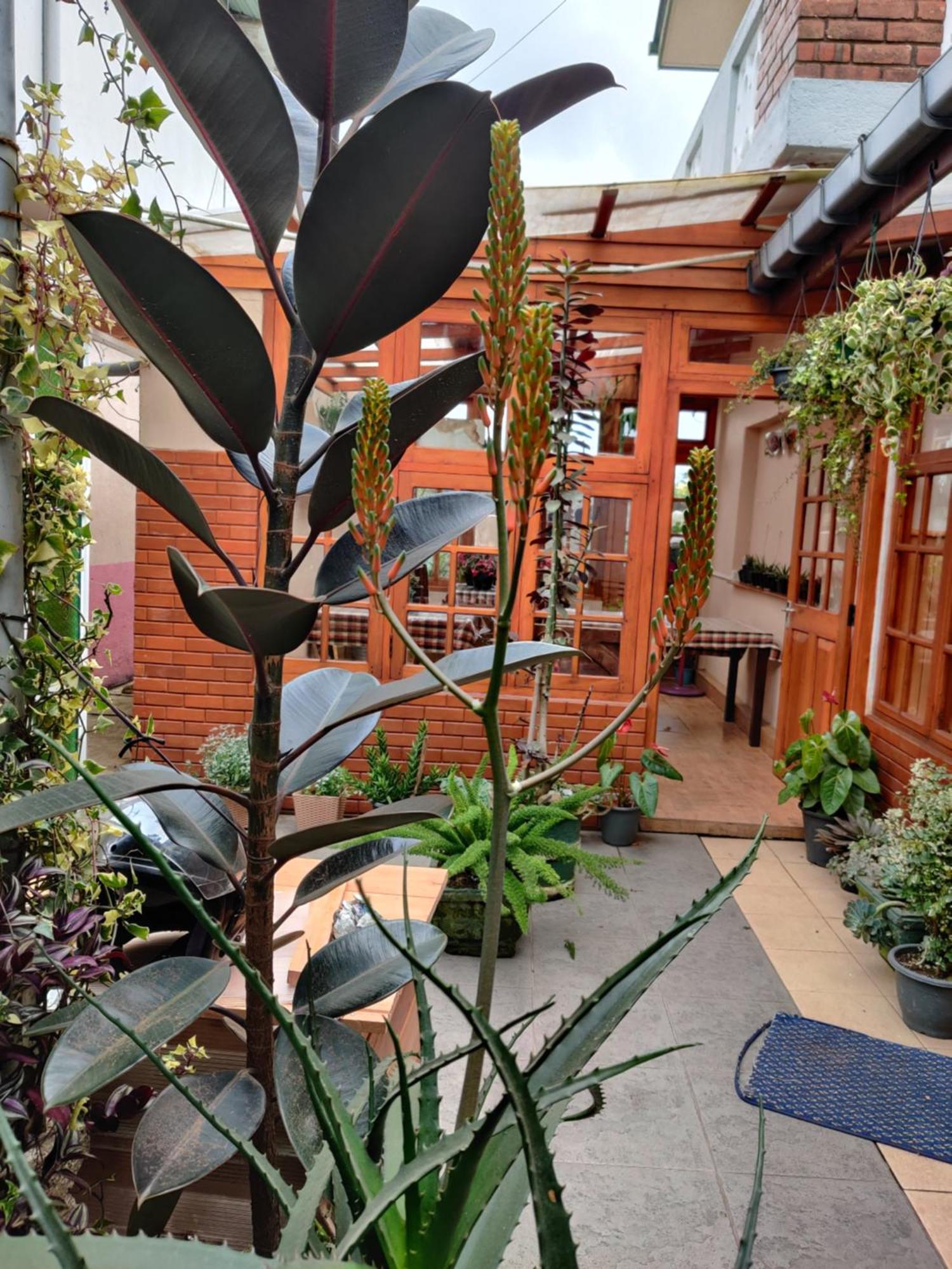 Carnation Rest Ξενοδοχείο Νουβάρα Ελίγια Εξωτερικό φωτογραφία
